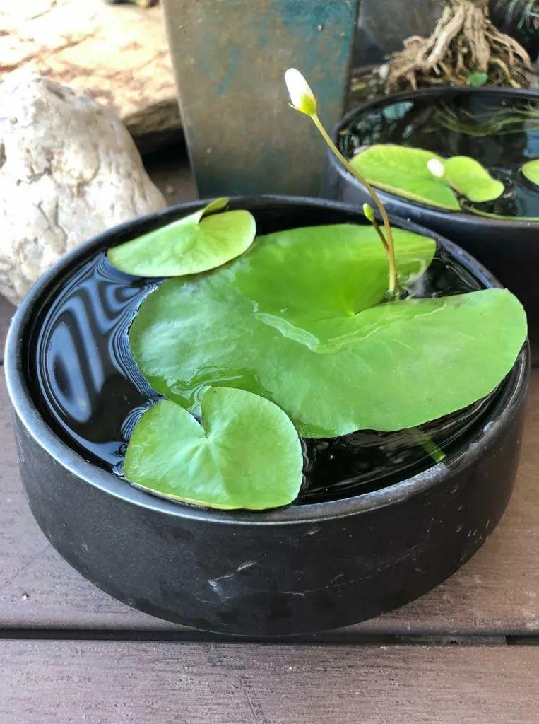 家里适合养什么水生植物好