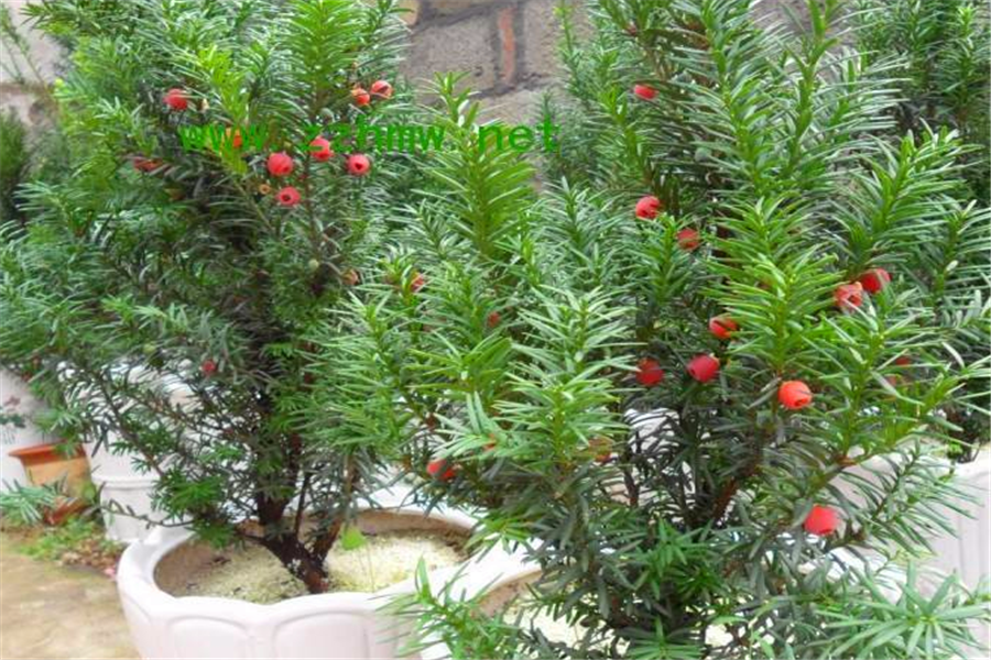 红豆杉怎样种植成活率才高