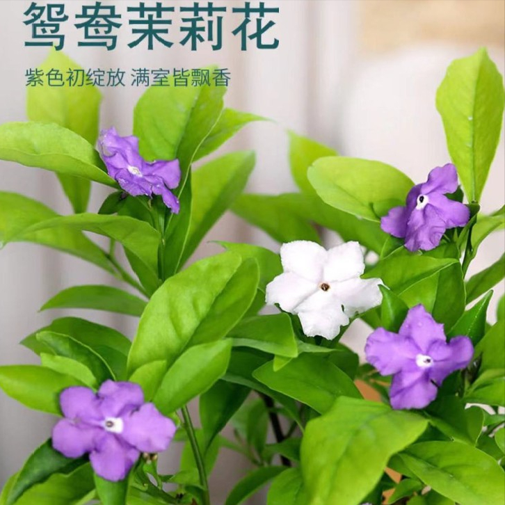 不怕太阳晒的盆栽绿植有哪些