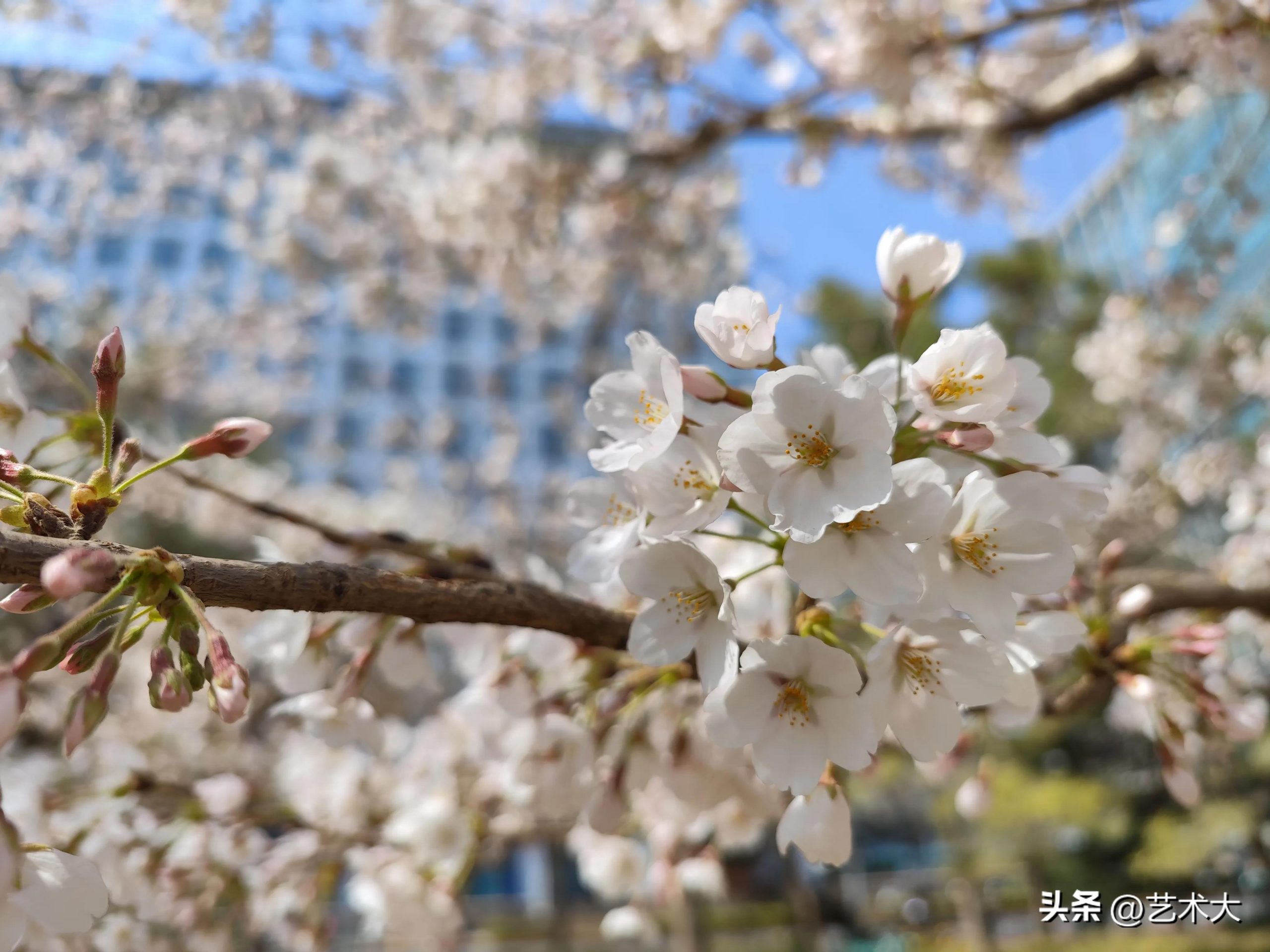 樱花的花语寓意是什么