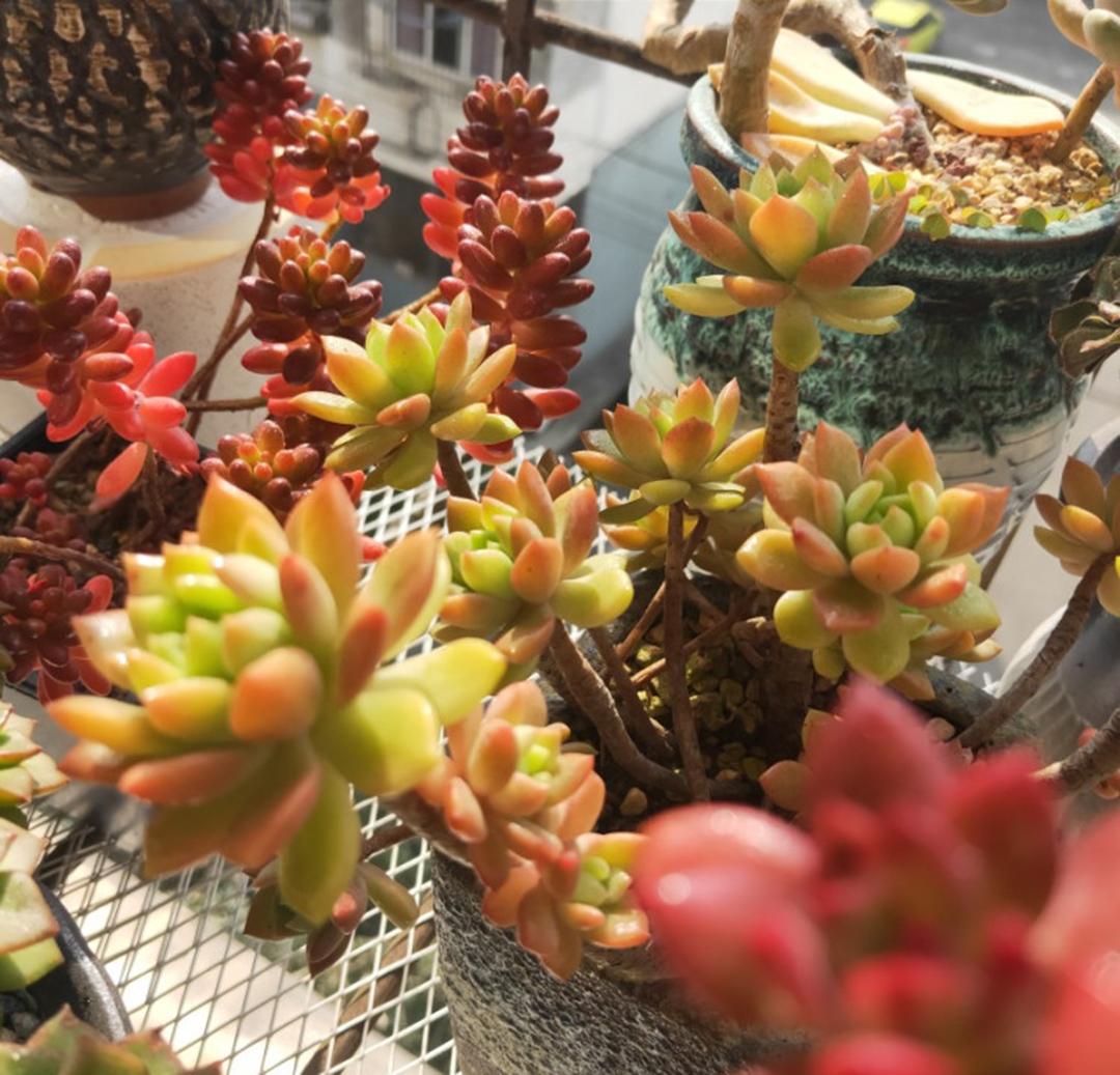 多肉种植心得体会