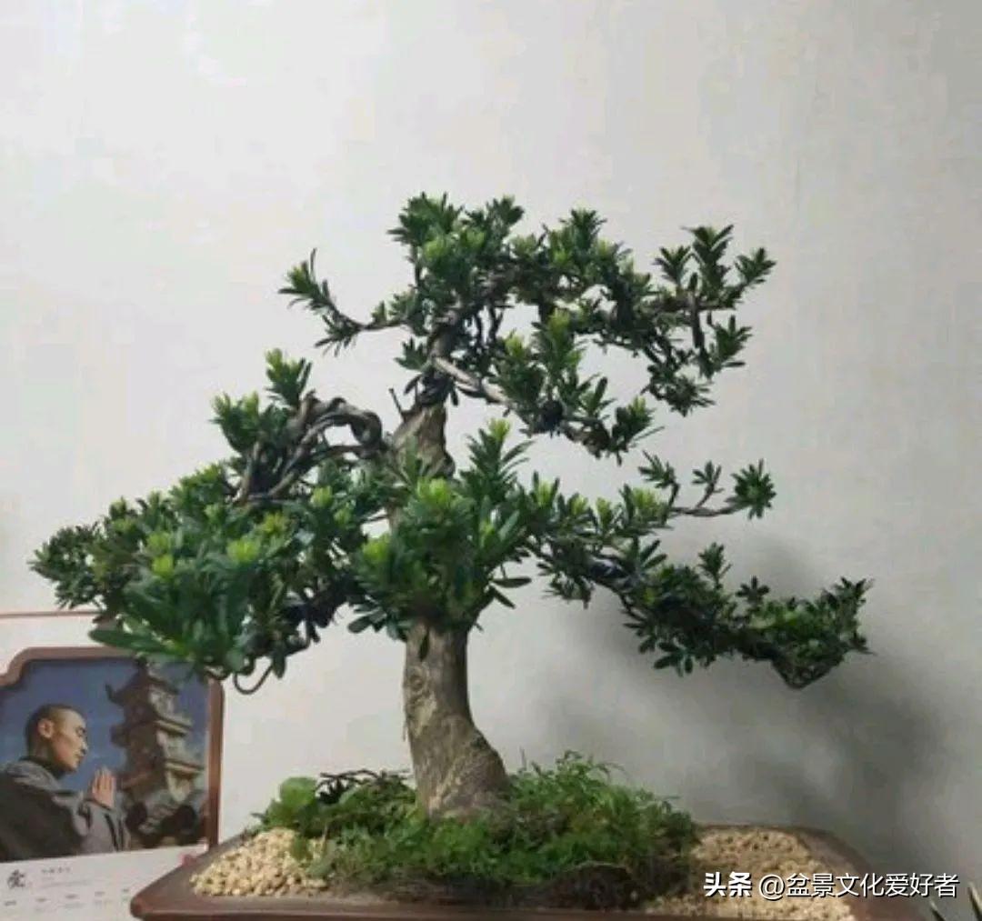 适合北方种的罗汉松品种有哪些