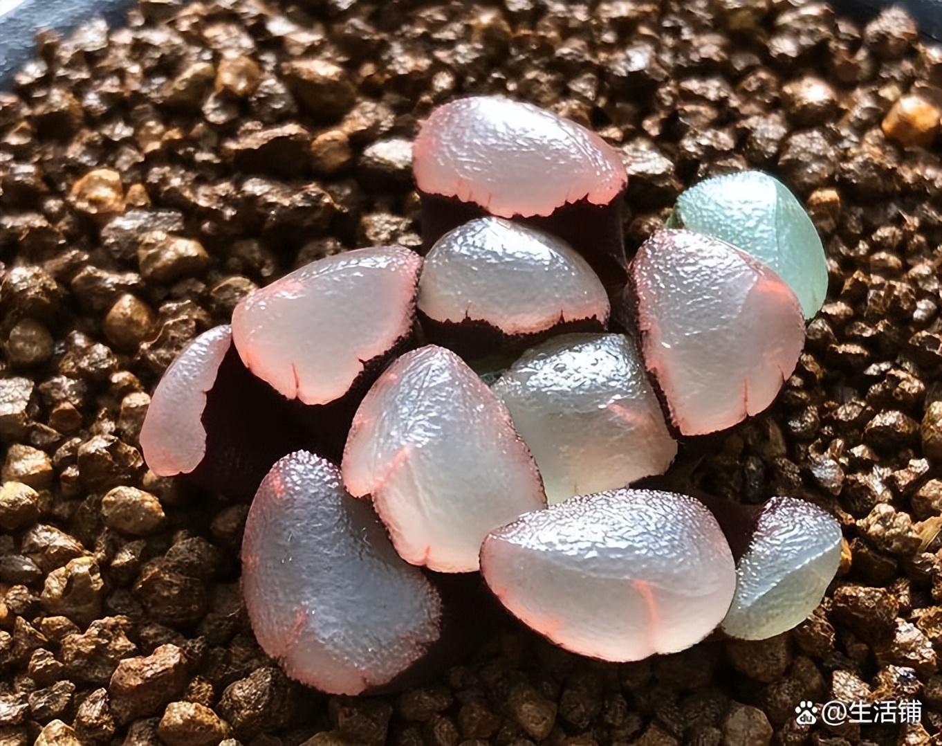十大名贵多肉植物有哪些