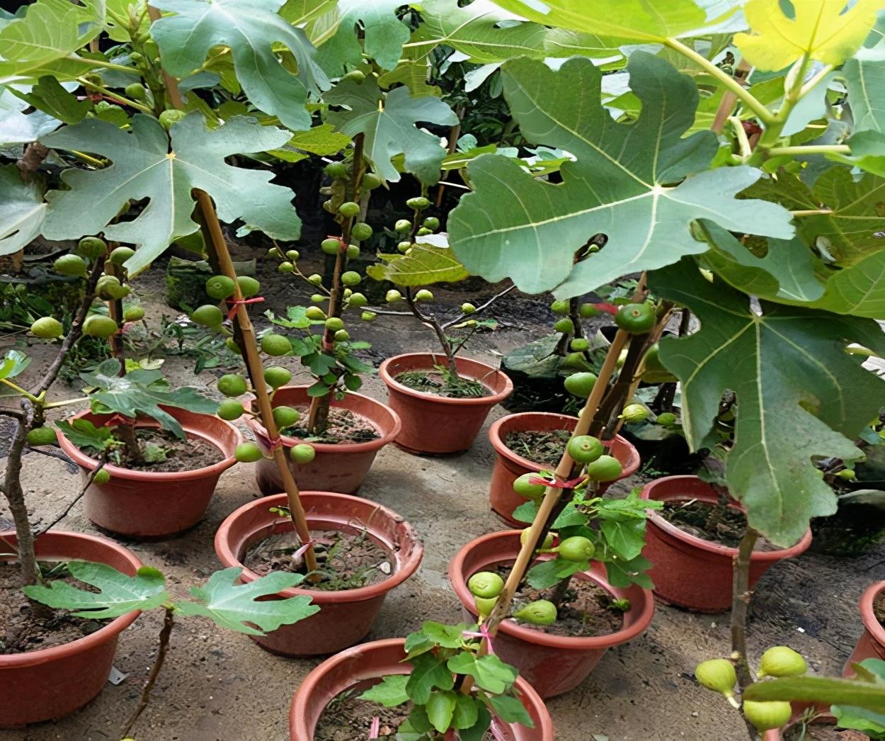 无花果几月份扦插最好活