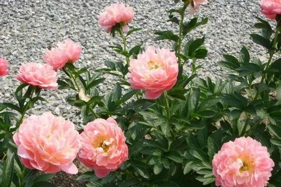 芍药种农村庭院的风水禁忌