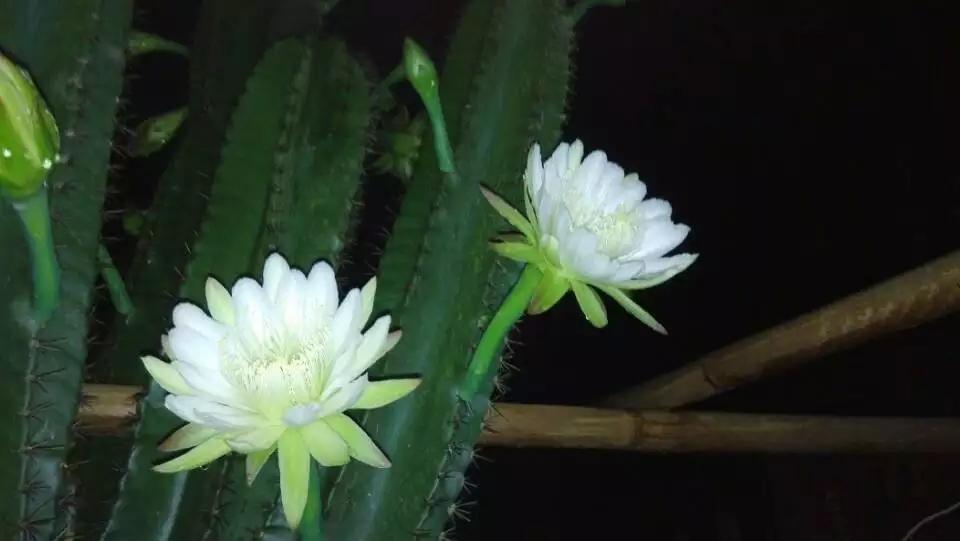 仙人掌开黄花的寓意是什么