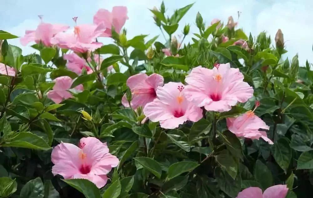 家庭盆栽花卉大全