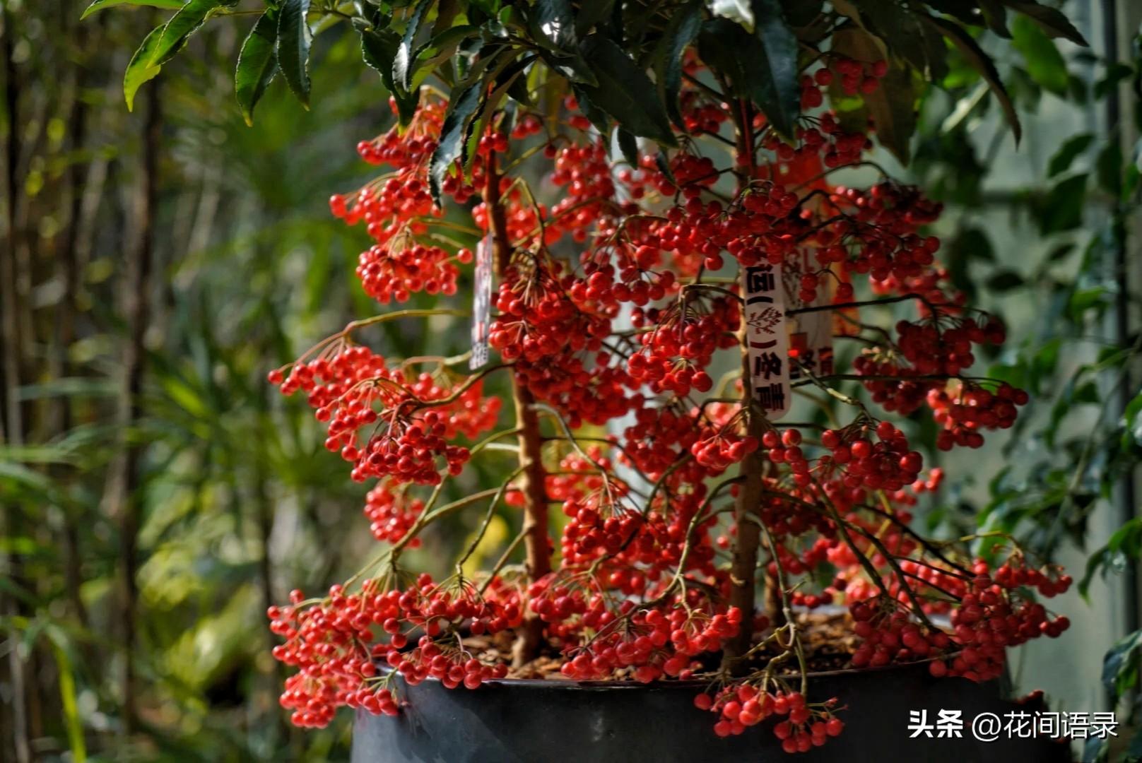 富贵树的寓意是什么意思