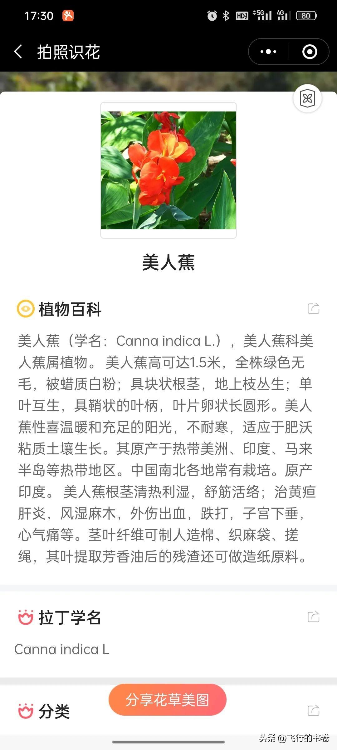 美人蕉的花语和象征意义是什么