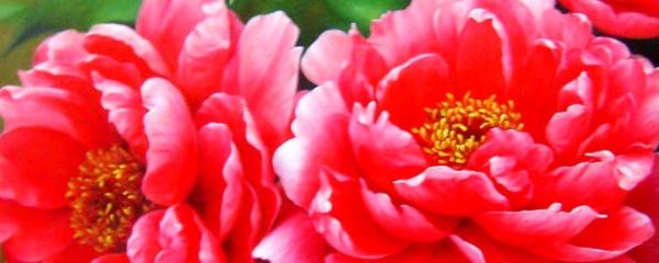 牡丹花种植方法及养护