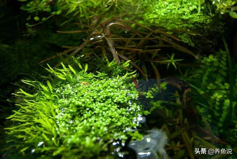 鱼缸水草种植方法有哪些