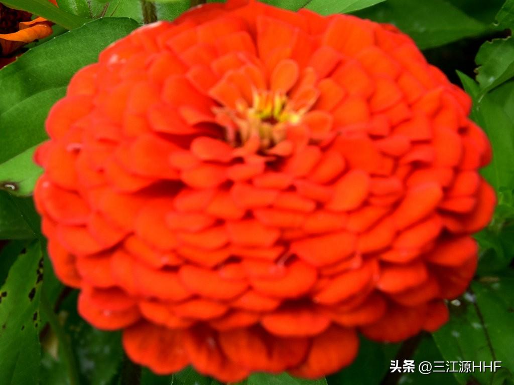 红色百日菊的花语和寓意是什么