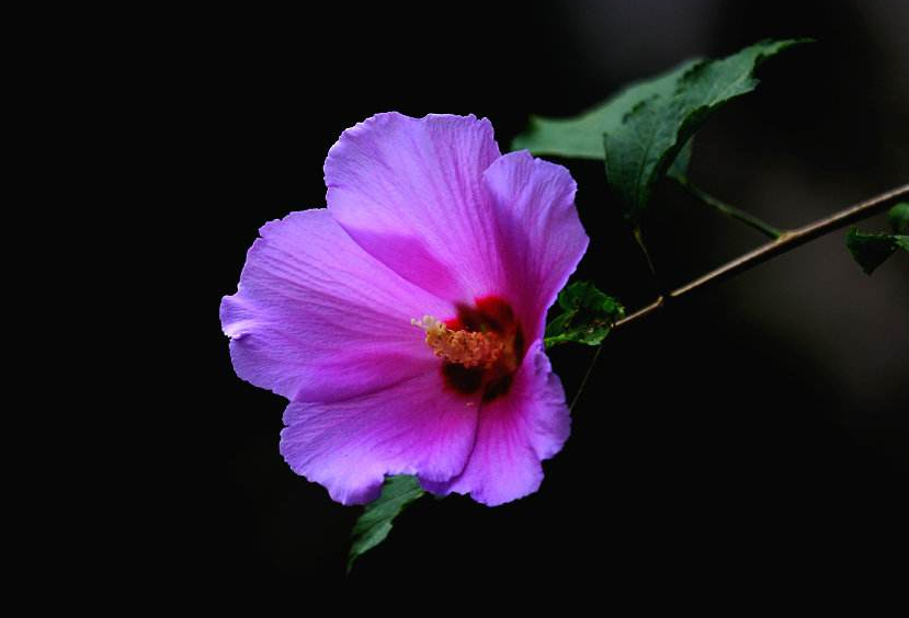木槿花花语和寓意是什么