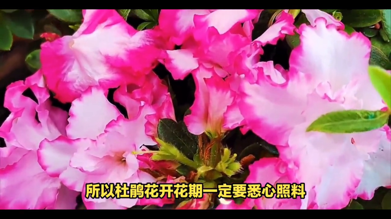杜鹃花几月开花的季节