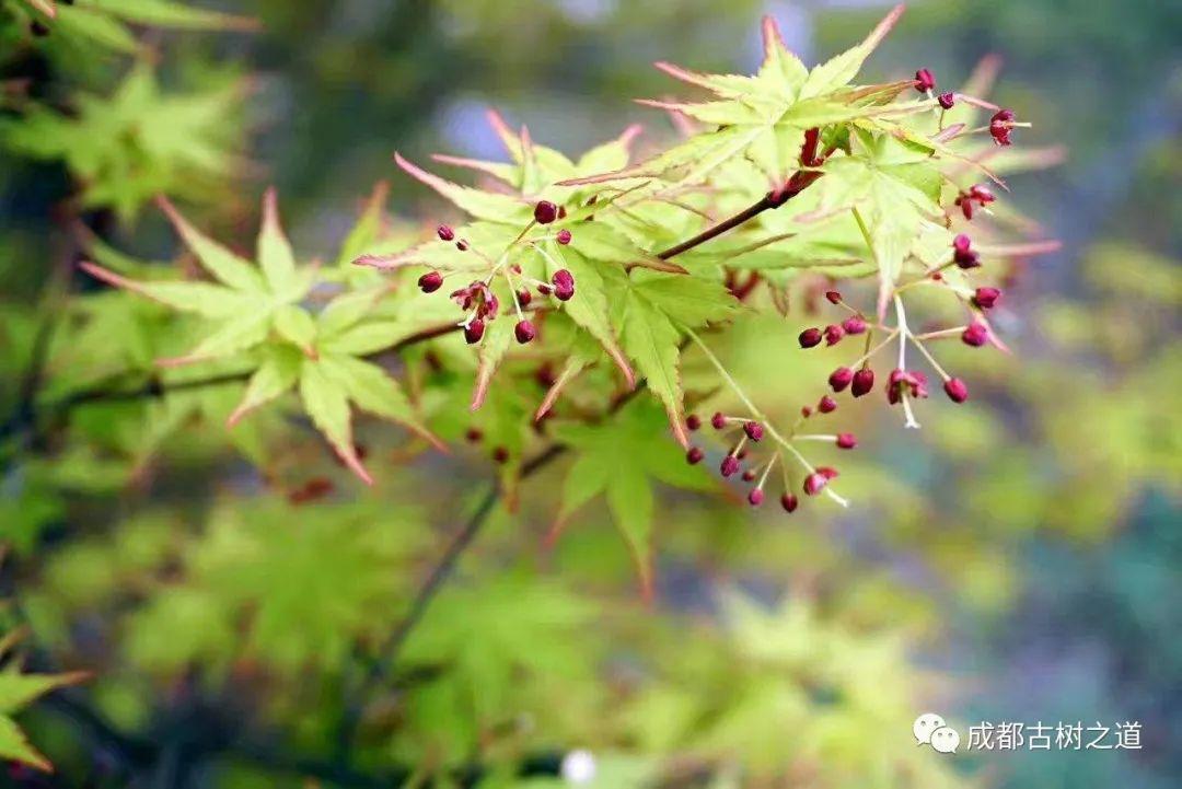 鸡爪槭树和红枫的区别是什么