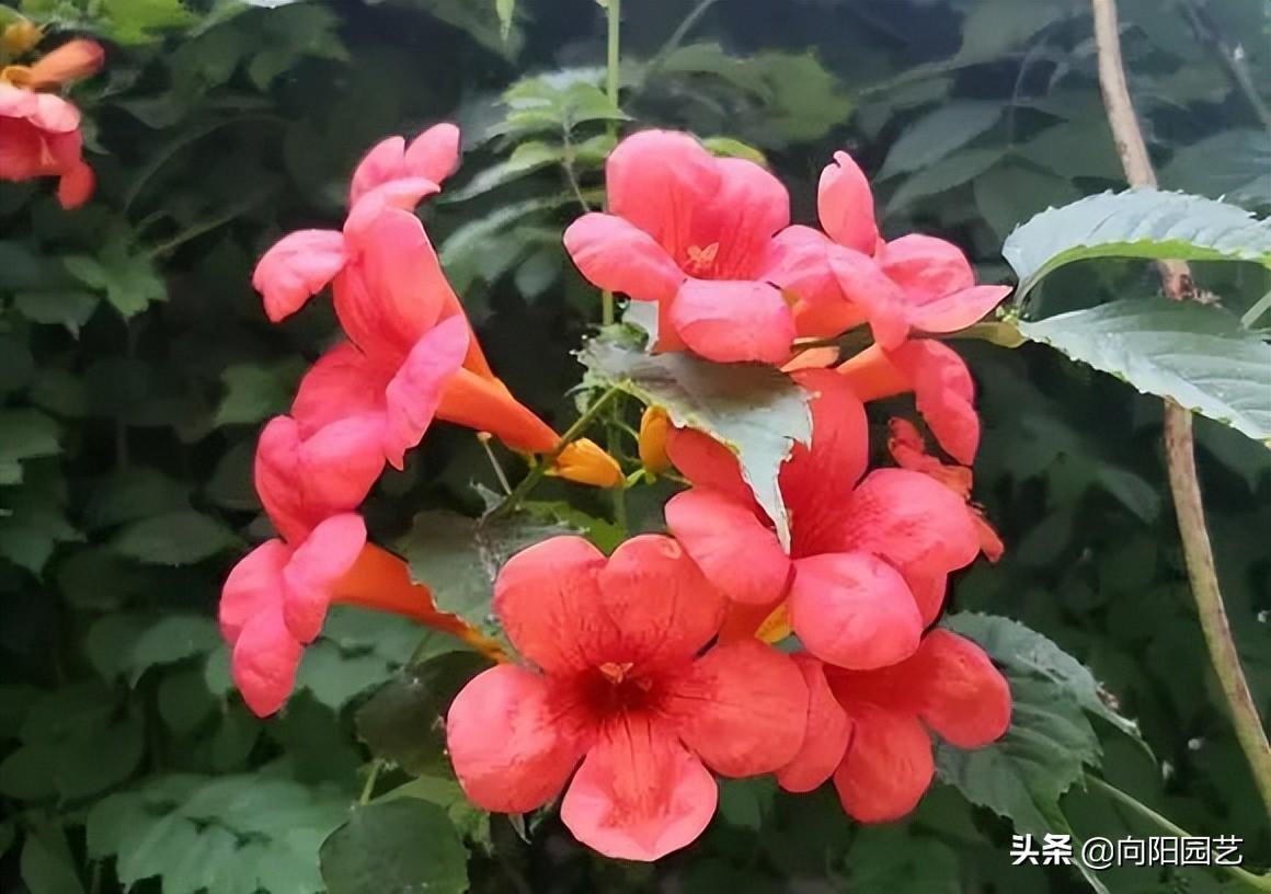 凌霄花几月份开花发芽