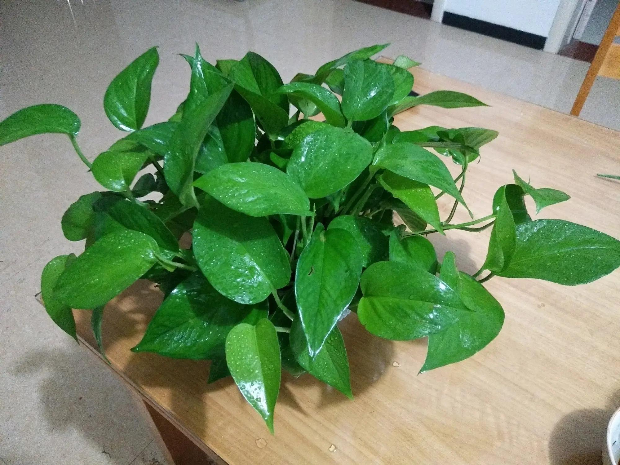 冬天绿萝能在太阳下晒吗