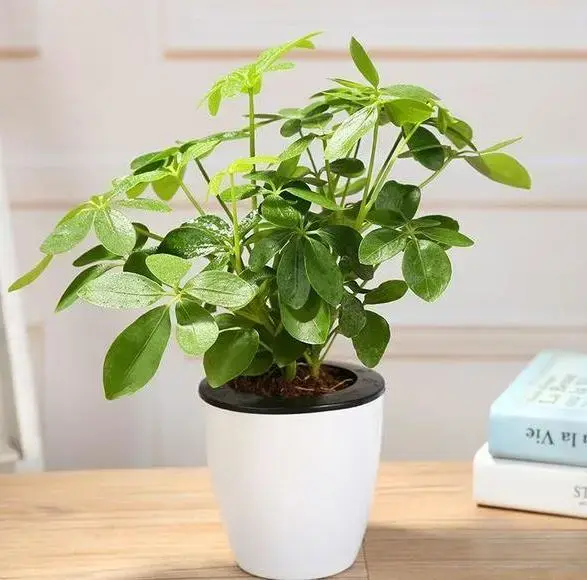 鸭掌木放客厅大忌