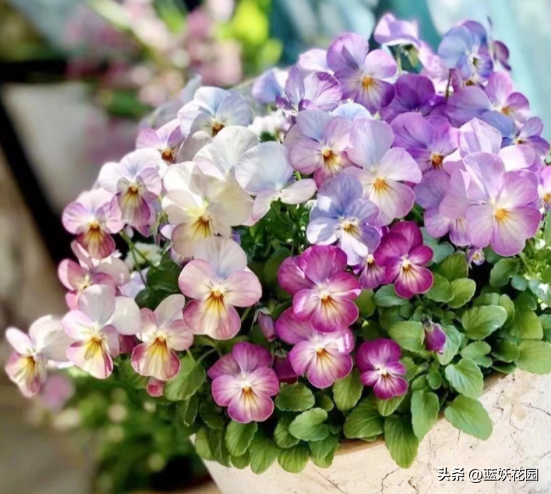 角堇花期过后怎么养护