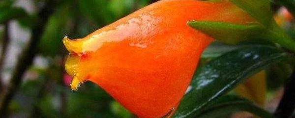 金鱼花花期多长时间