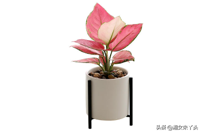 吉利红的养殖方法和注意事项有哪些
