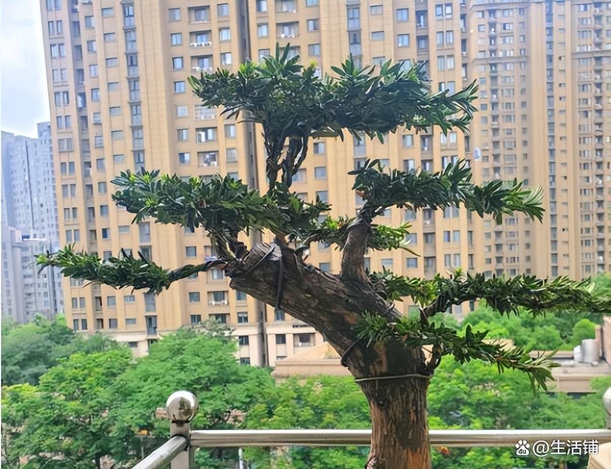 盆栽罗汉松多久浇一次水