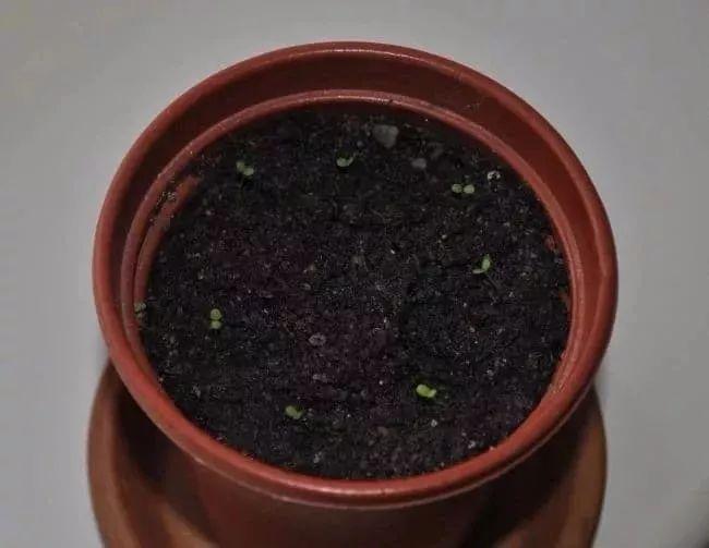 如何种草莓种子盆栽教程