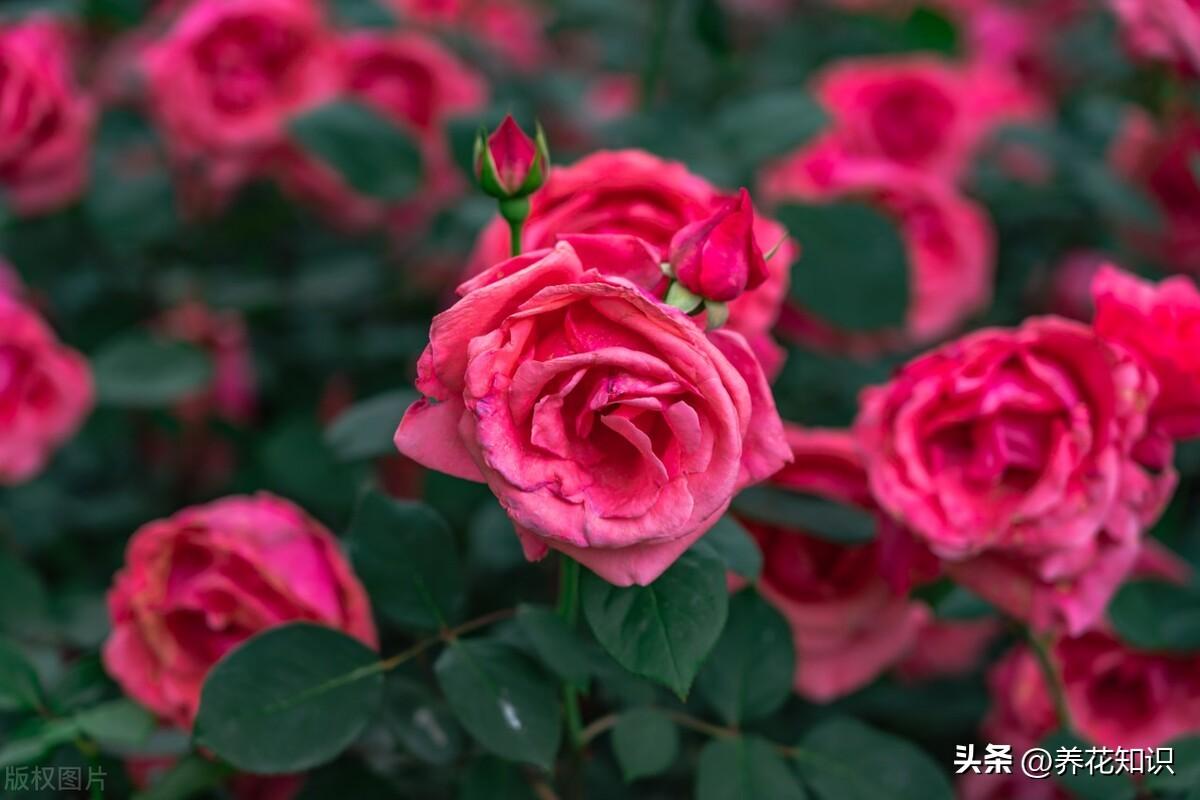 月季花栽培管理要点