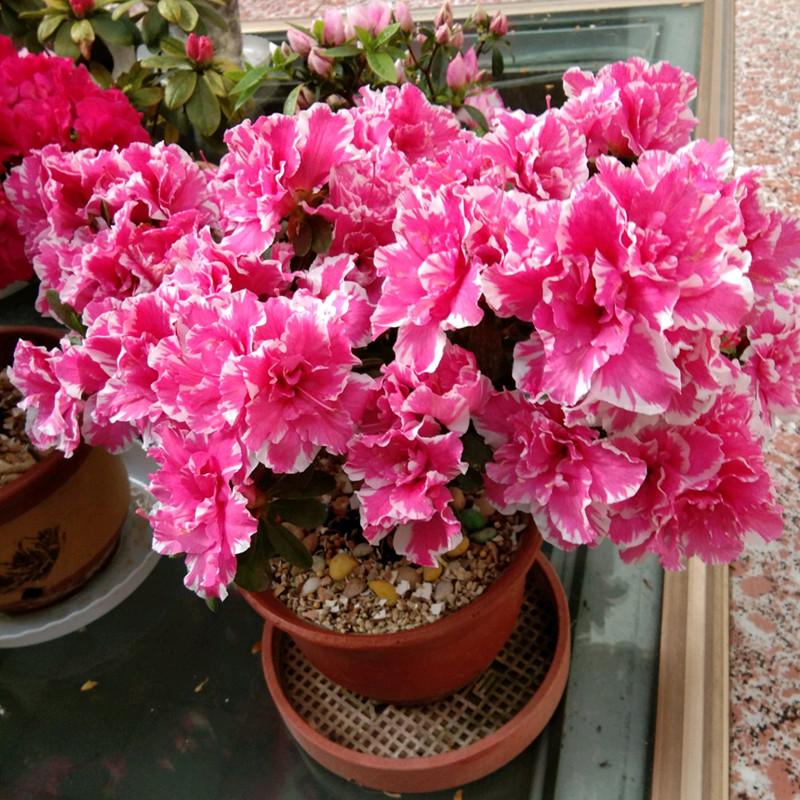 杜鹃花喜阴还是喜阳的植物