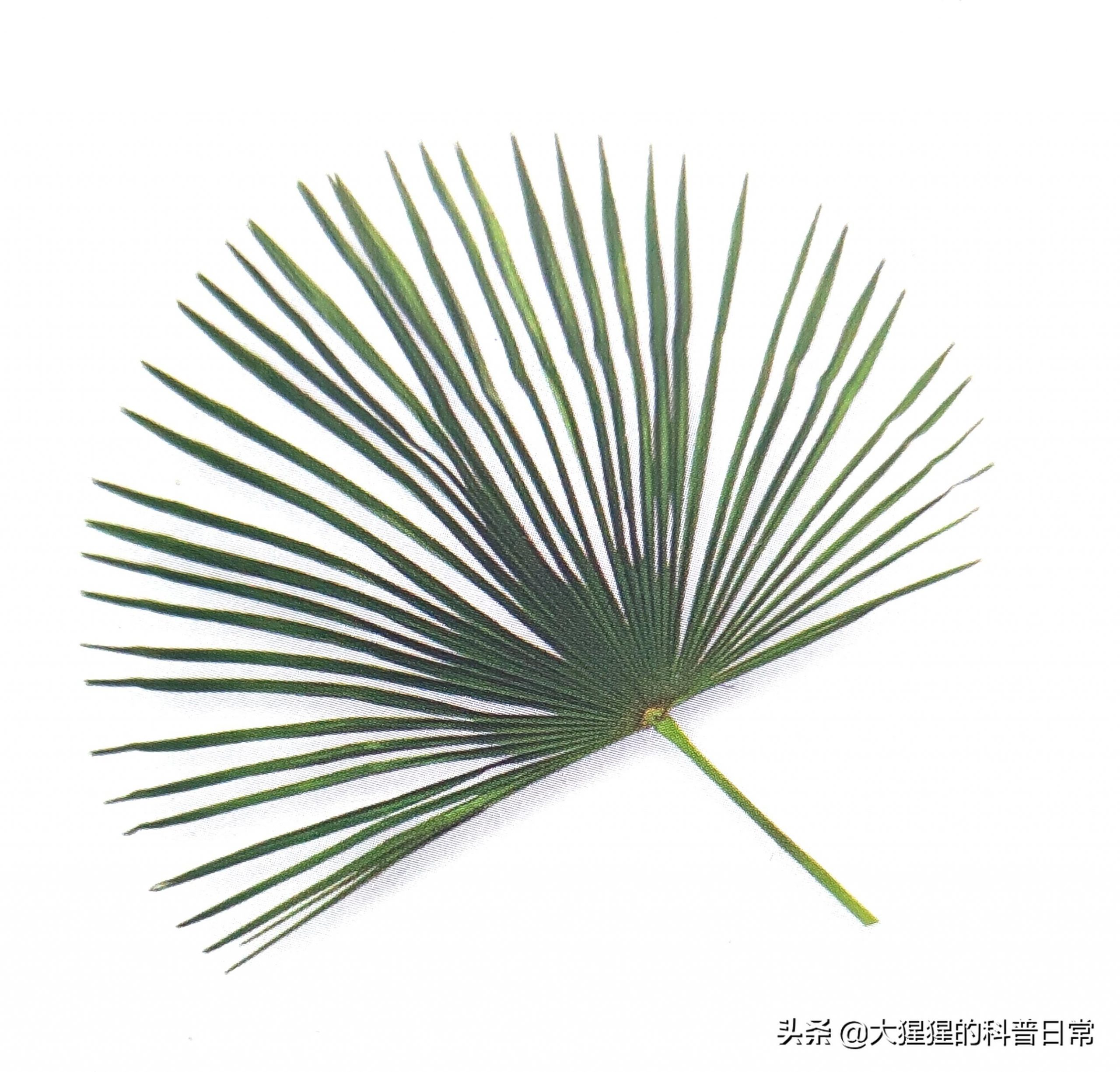 单子叶植物种子有哪些种类