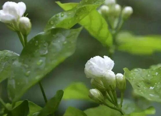 双色茉莉花什么时候开花
