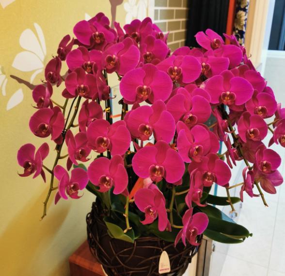 蝴蝶兰花期过后如何养护和管理