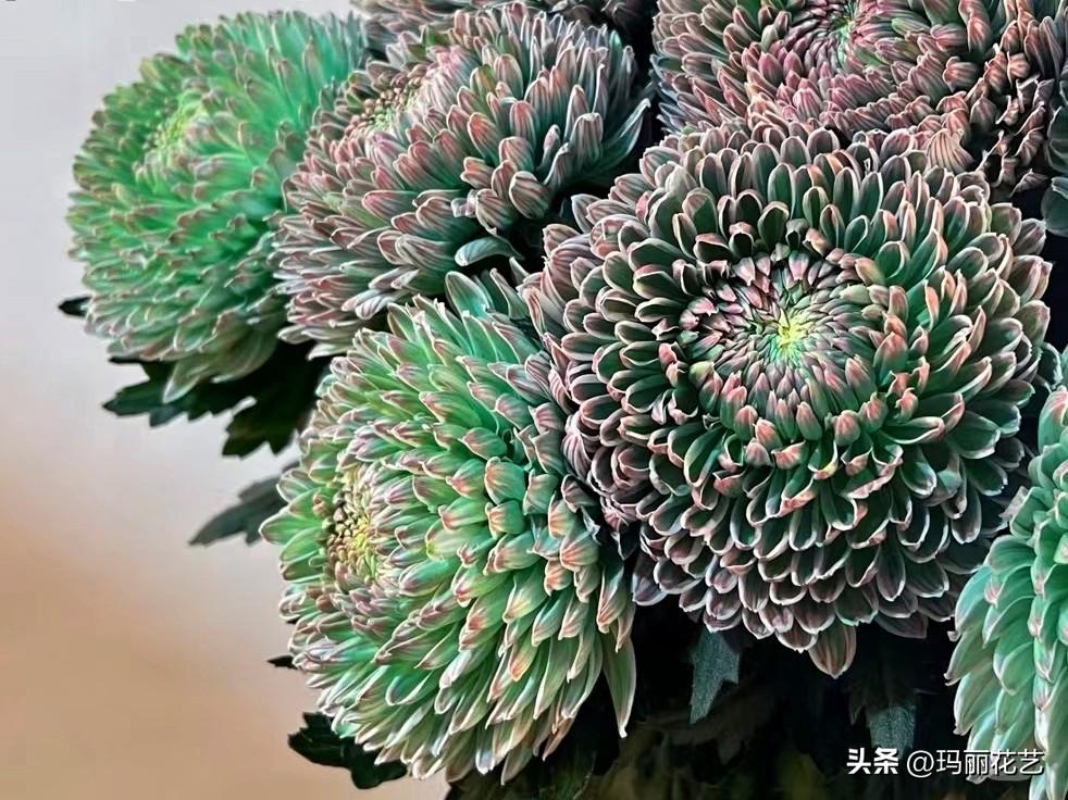 牡丹菊的花语和寓意