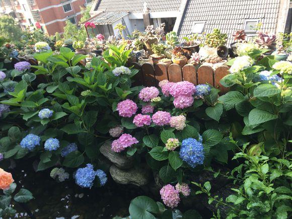绣球花喜欢阳光还是阴凉的
