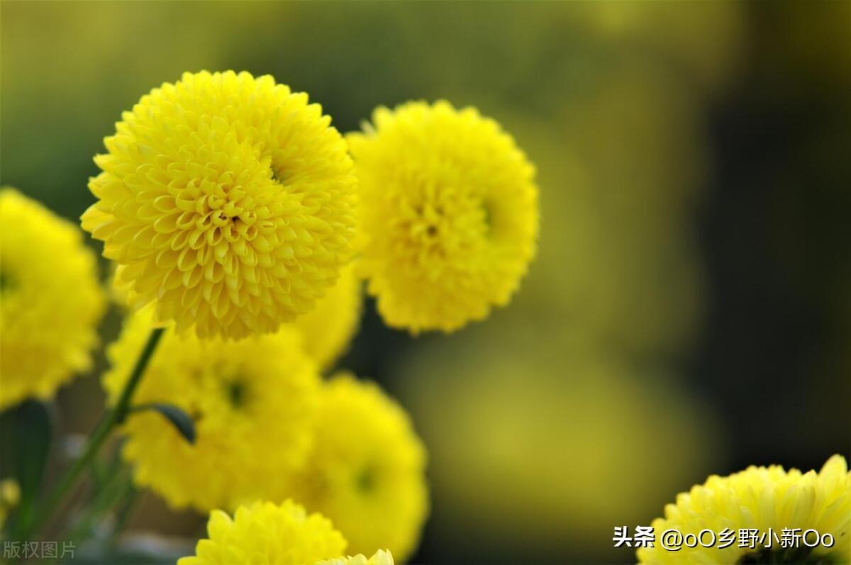 乒乓菊是一年生还是多年生植物