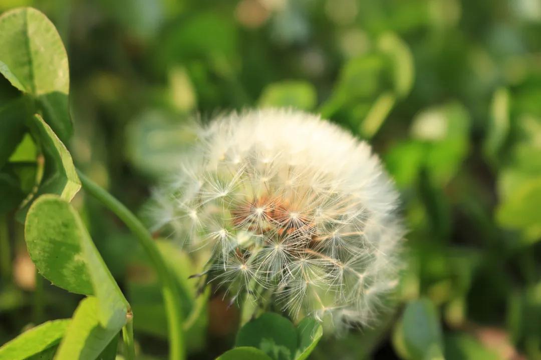晚上开的花都有什么花