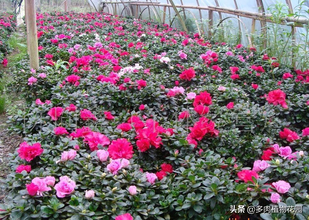 杜鹃花花谢后怎样修剪好