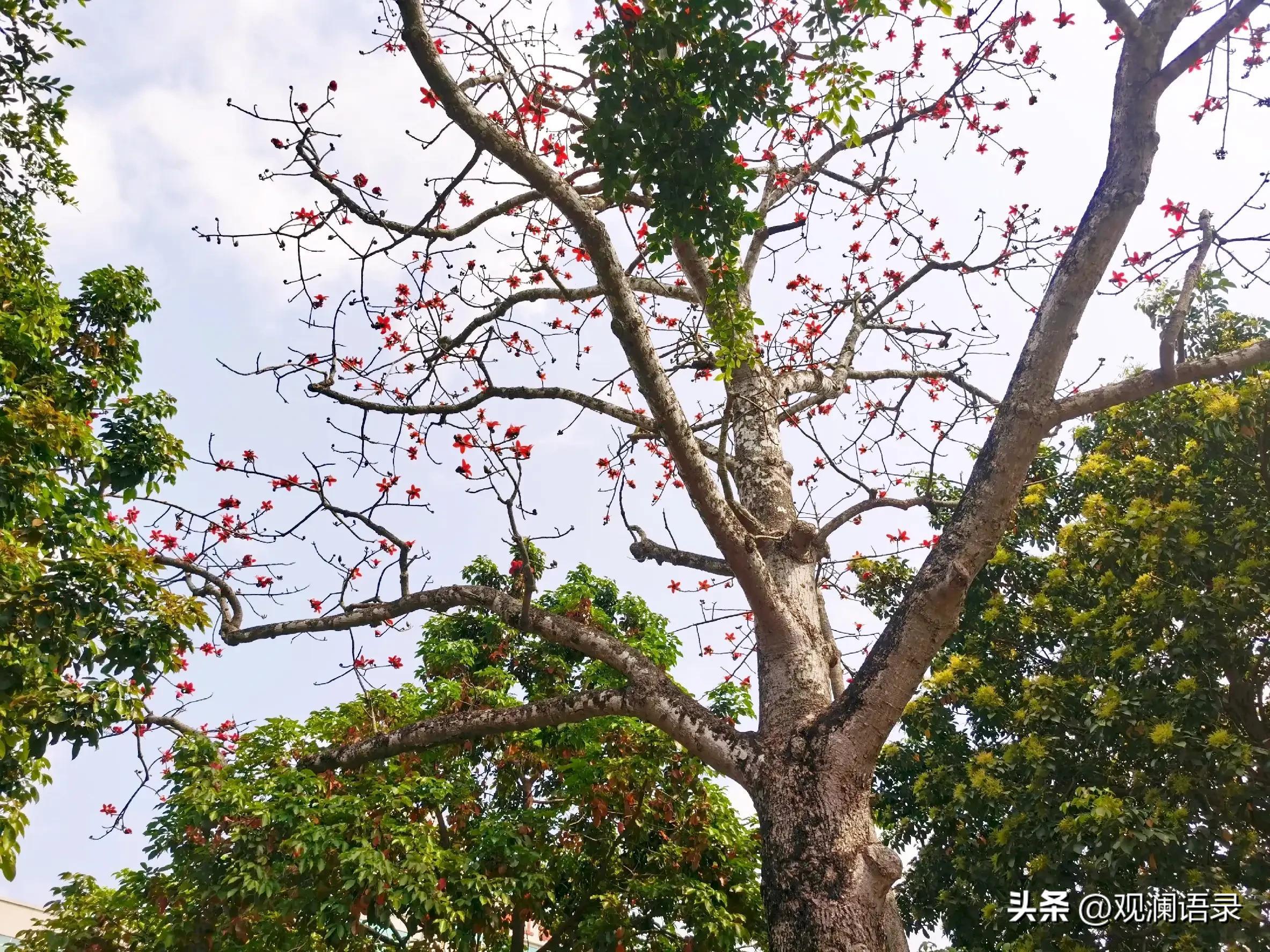 粉色木棉花的花语是什么