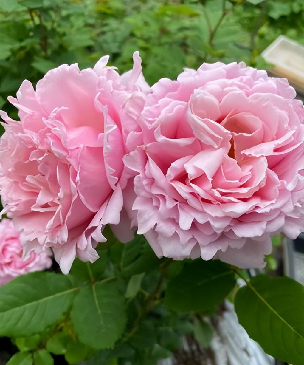 索菲罗莎月季的优缺点