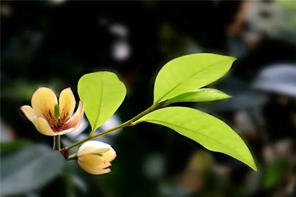 含笑花的寓意和象征是什么