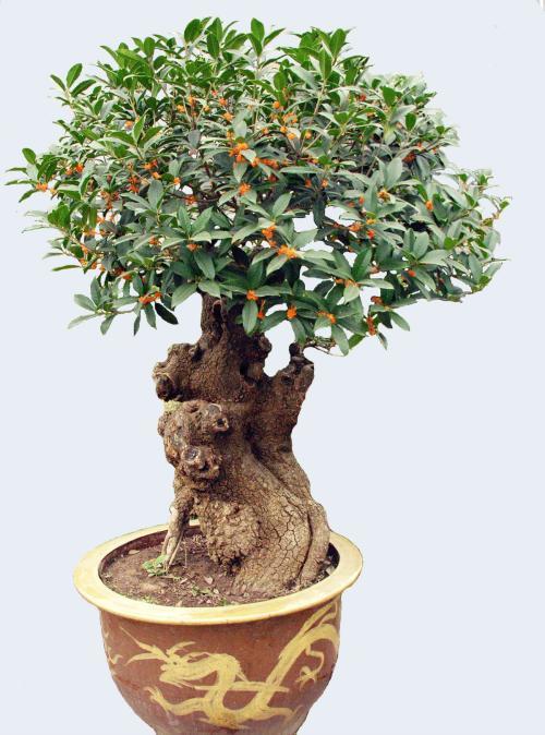 桂花6月份怎么会开花