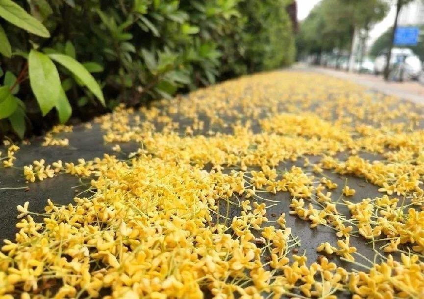 桂花树为什么不能栽在家里