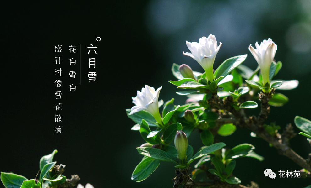 六月雪摆放禁忌