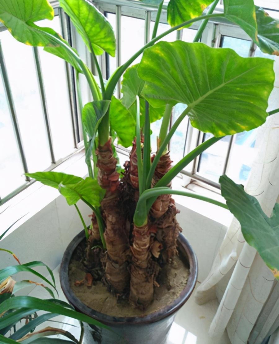 冬天滴水观音适合在室内养吗