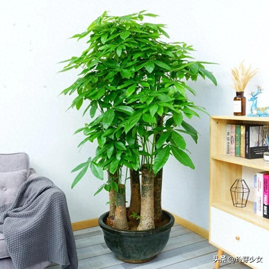 巴西木的风水作用与寓意