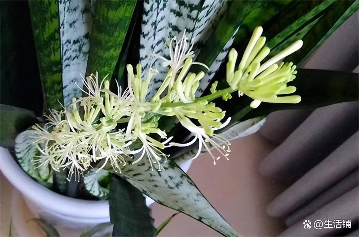 虎皮兰开花的寓意和象征风水