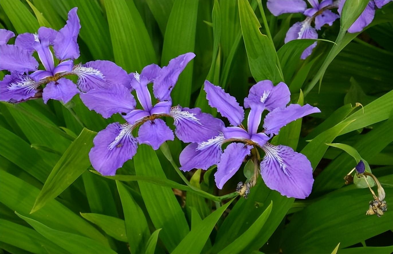 宿根花卉是草本还是木本植物