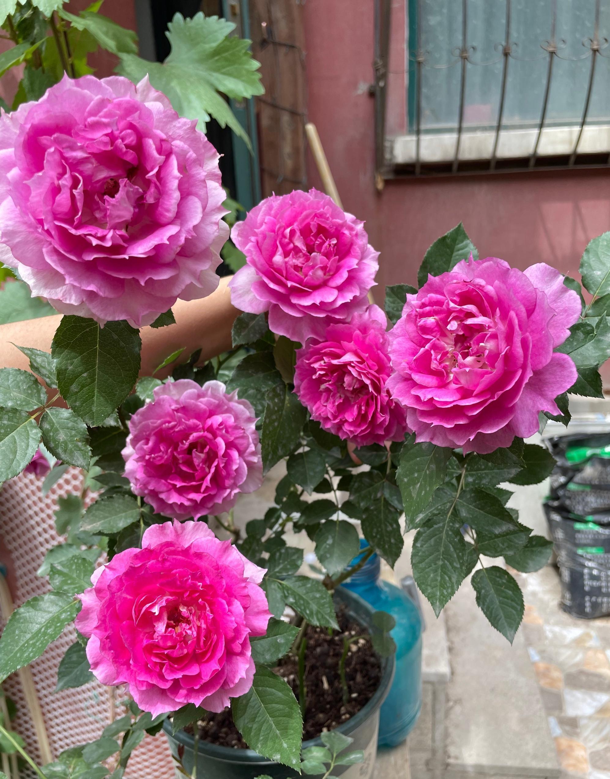 最香的花是什么花