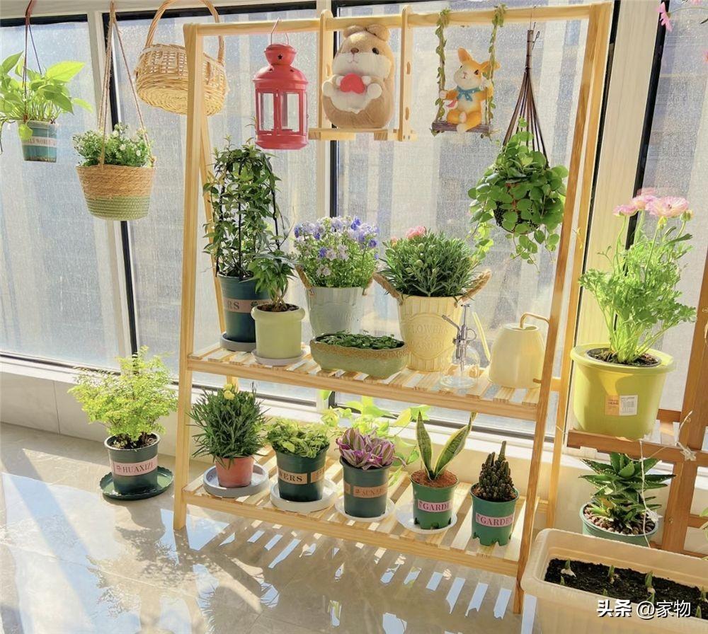 客厅最好养的绿植排名