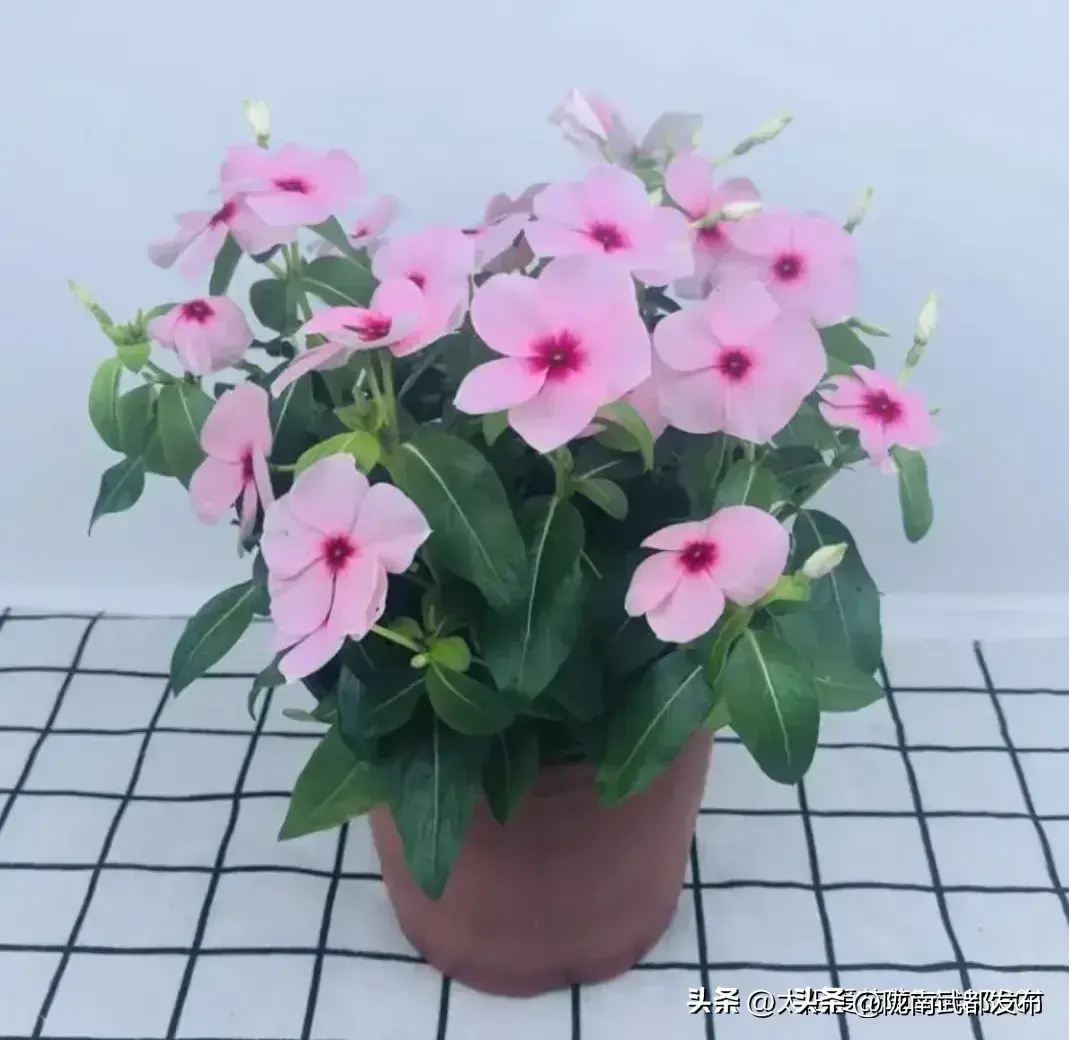 四季开花好养活又好看的花盆栽有哪些